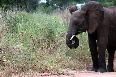 Elefant im Tarangire-Nationalpark