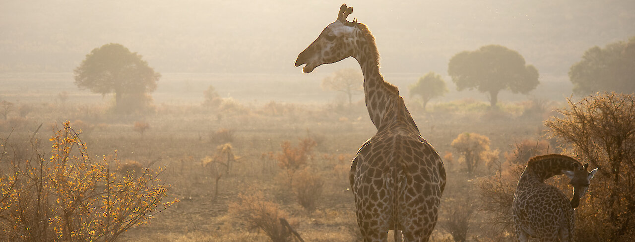 Giraffen im Mkomazi-Nationalpark