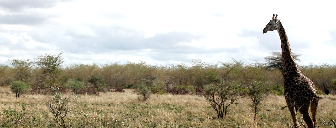 Giraffe im Saadani-Nationalpark