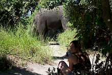 Elefant im Xobega Island Camp