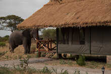 Elefant an der Tarangire Simba Lodge