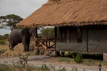 Elefant an der Tarangire Simba Lodge