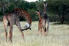 Giraffen im Tarangire