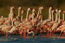 Flamingos im Arusha-Nationalpark