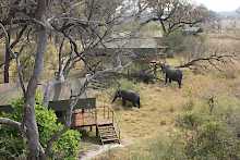 Elefanten im Nkasa Lupala Tented Lodge
