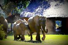 Elefanten im Croc Valley Camp