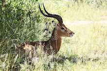Impala im Ruaha-Nationalpark