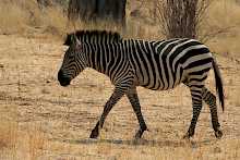 Zebra im Ruaha