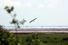 Vögel am Manyara-See