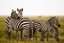 Zebras in der Serengeti