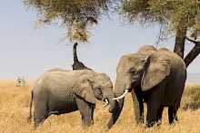 Elefanten auf Safari