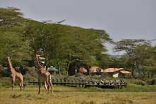 Zwei Giraffen vor der Hatari Lodge