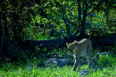 Leopard im Caprivi
