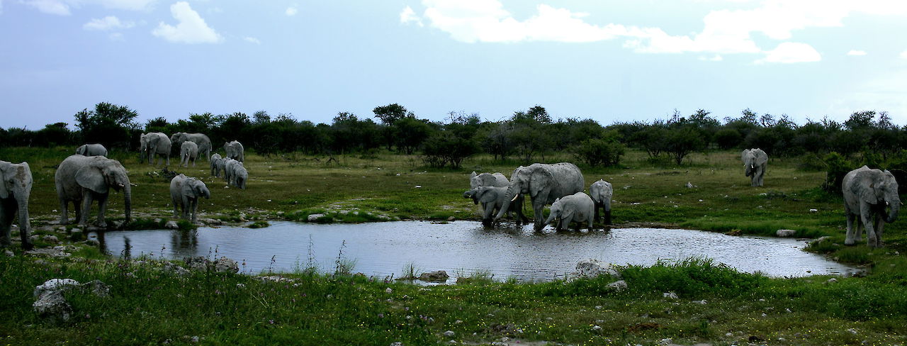 Elefanten im Etosha