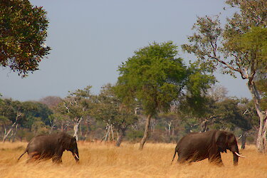 Elefanten im Katavi