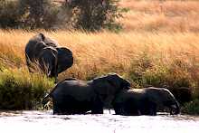 Elefanten am Katavi-Fluss