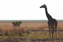 Giraffe im Katavi
