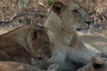 Löwen im Katavi-Nationalpark