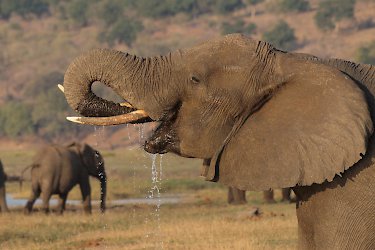 Elefant im Chobe Nationalpark