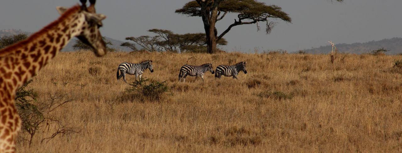 Giraffe & Zebras in der Serengeti
