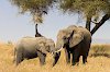 Elefanten in der Serengeti