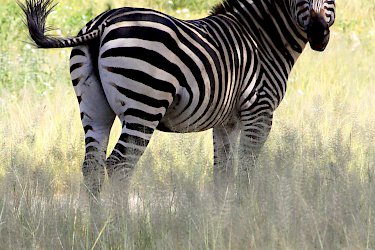 Zebra im Ruaha-Nationalpark