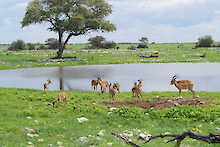 Antilopen am Wasserloch im Etosha-Nationalpark