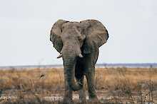 Elefant im Etosha-Nationalpark