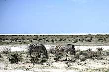 Zebras in der Salzpfanne