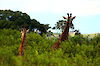 Giraffen im Arusha-Nationalpark