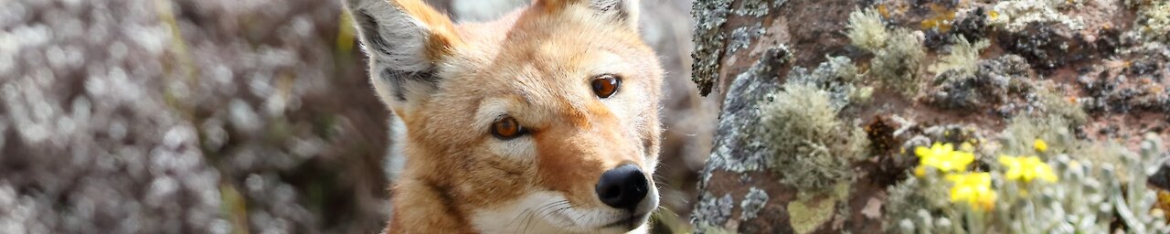 Junger äthiopischer Wolf blickt in die Kamera