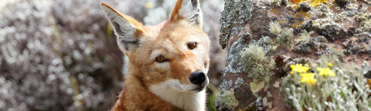 Junger äthiopischer Wolf blickt in die Kamera