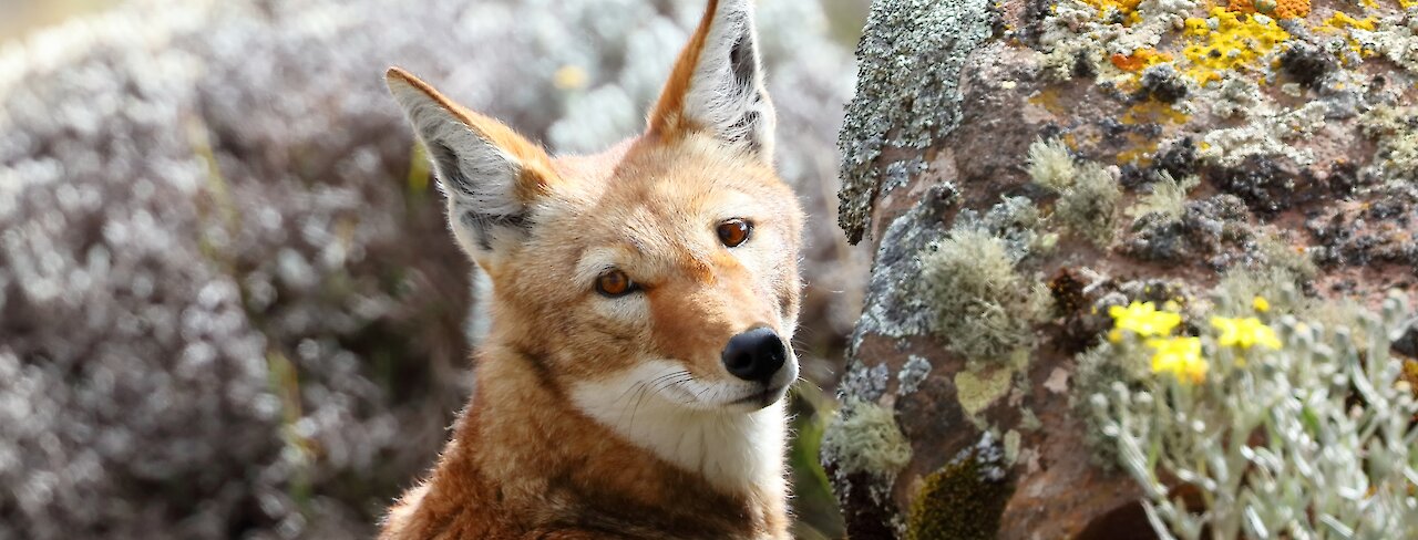 Junger äthiopischer Wolf blickt in die Kamera