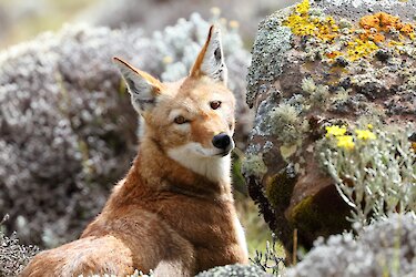 Junger äthiopischer Wolf blickt in die Kamera