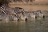 Zebras im Wasser