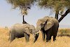 Elefanten in der Serengeti