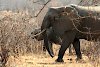 Tag 9: Mufindi – Ruaha-Nationalpark