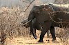 Elefanten im Ruaha-Nationalpark