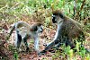 Affen im Tarangire-Nationalpark