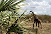 Giraffe im Saadani-Nationalpark