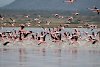 Eine Gruppe Flamingos