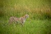 Gepard in der Massai Mara