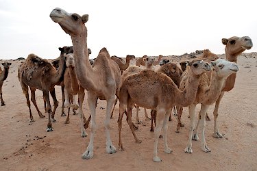Kamelherde in der Wüste
