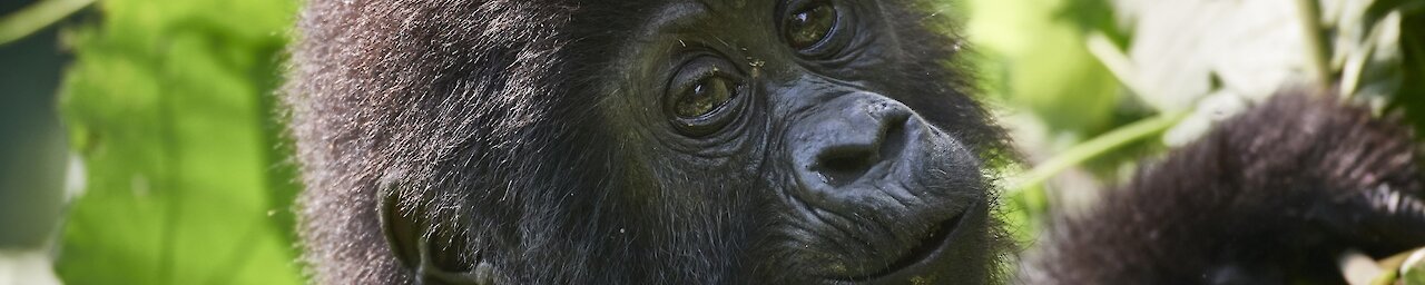 Gorillababy blickt in die Kamera Bwindi-Nationalpark