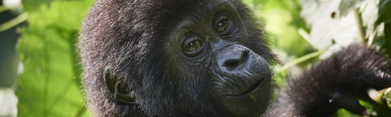 Gorillababy blickt in die Kamera Bwindi-Nationalpark