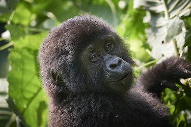 Gorillababy blickt in die Kamera Bwindi-Nationalpark