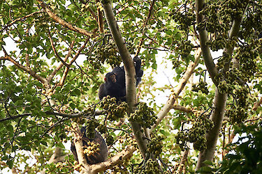 Tag 5: Schimpansen-Trekking im Kibale-Nationalpark