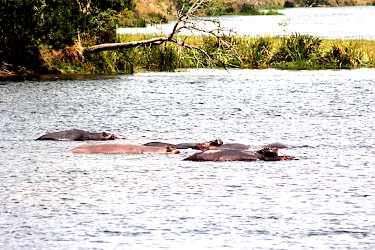 Nilpferde im Ntugwe-Fluss