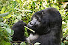 Tag 10: Gorillatrekking im Bwindi-Impenetrable-Nationalpark