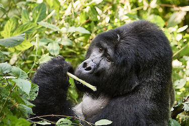 Tag 9: Gorillatrekking im Bwindi-Impenetrable-Nationalpark